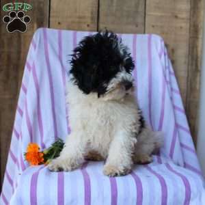 Timmy, Cockapoo Puppy