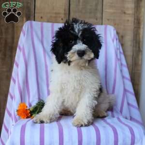 Timmy, Cockapoo Puppy