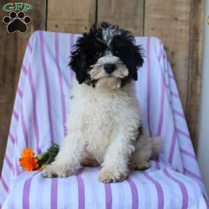 Timmy, Cockapoo Puppy