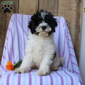 Timmy, Cockapoo Puppy