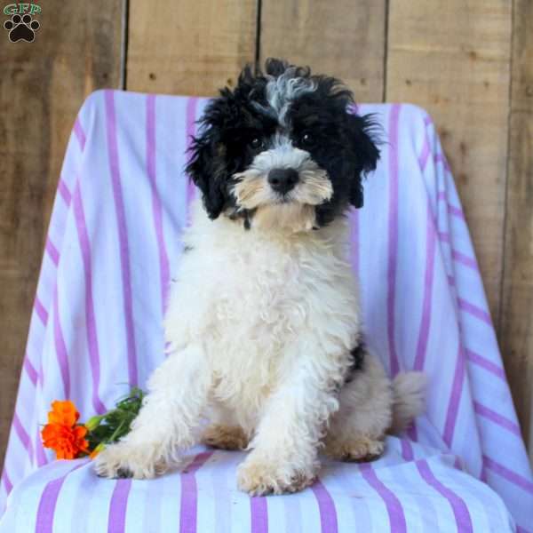 Timmy, Cockapoo Puppy