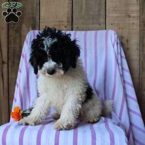 Timmy, Cockapoo Puppy