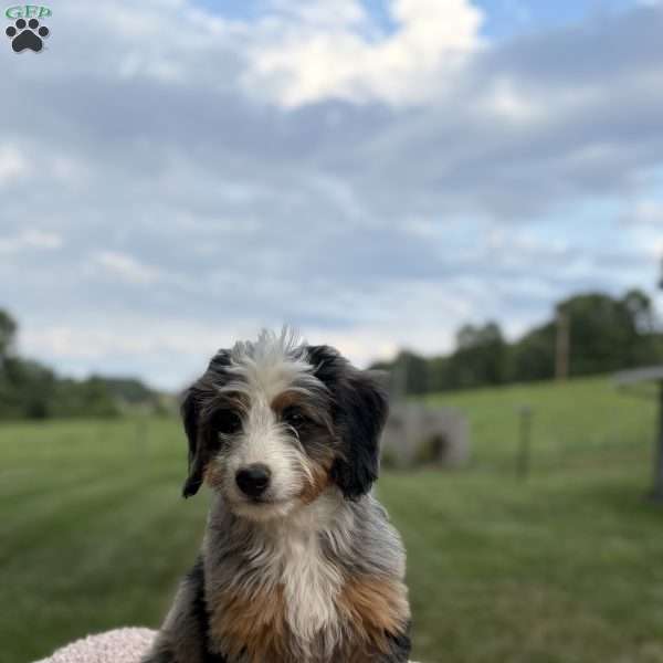 Raya, Mini Bernedoodle Puppy