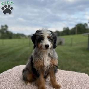 Raya, Mini Bernedoodle Puppy