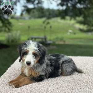 Raya, Mini Bernedoodle Puppy