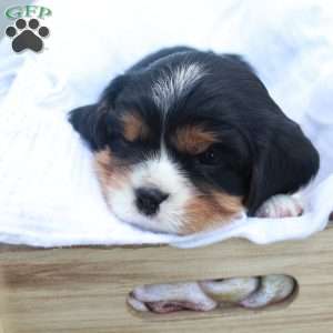 Arrow, Cavalier King Charles Spaniel Puppy