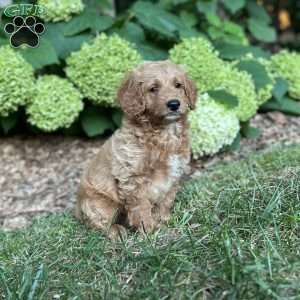 Biscuit, Mini Goldendoodle Puppy