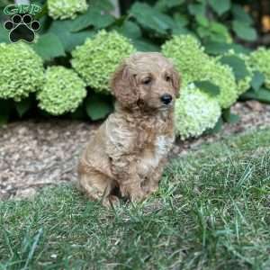Biscuit, Mini Goldendoodle Puppy
