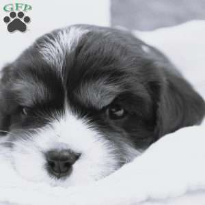 Arrow, Cavalier King Charles Spaniel Puppy