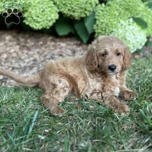 Biscuit, Mini Goldendoodle Puppy