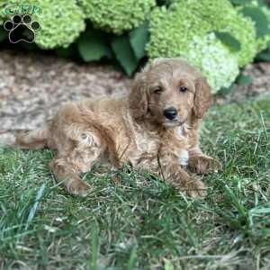 Biscuit, Mini Goldendoodle Puppy
