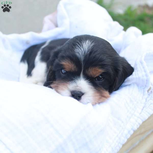 Arrow, Cavalier King Charles Spaniel Puppy