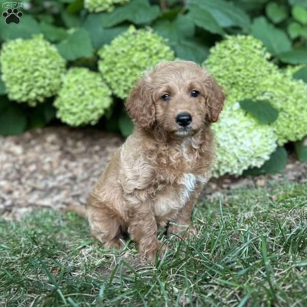 Biscuit, Mini Goldendoodle Puppy