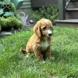 Bruno, Mini Goldendoodle Puppy