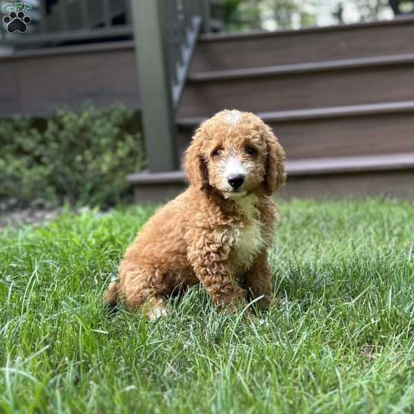 Bruno, Mini Goldendoodle Puppy