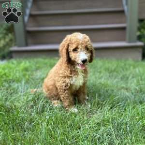 Bruno, Mini Goldendoodle Puppy