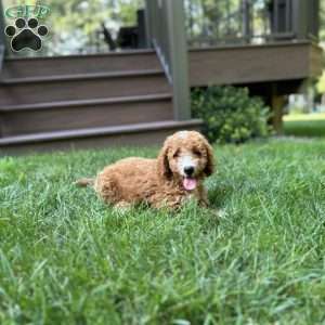 Bruno, Mini Goldendoodle Puppy