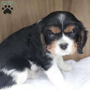 Arrow, Cavalier King Charles Spaniel Puppy