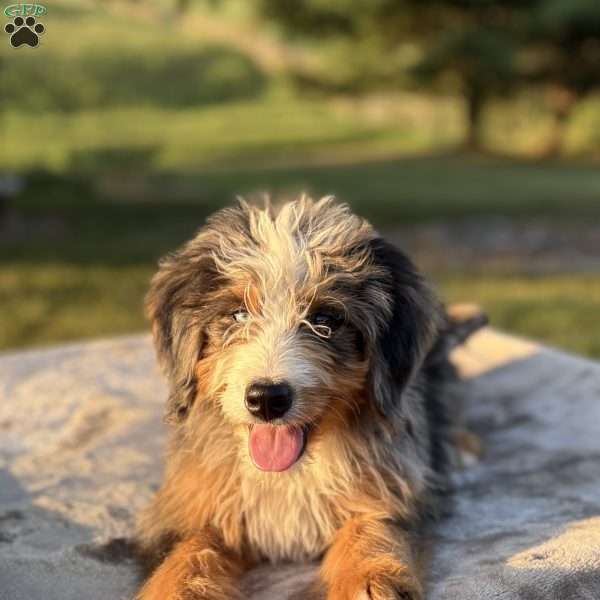 Cooper, Mini Bernedoodle Puppy