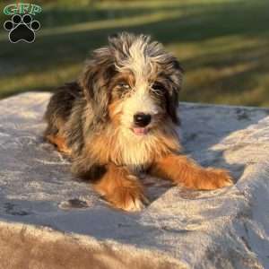 Cooper, Mini Bernedoodle Puppy
