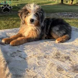Cooper, Mini Bernedoodle Puppy