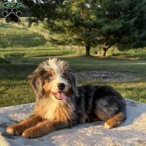 Cooper, Mini Bernedoodle Puppy