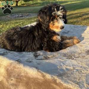 Lucy, Mini Bernedoodle Puppy