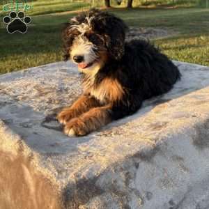 Lucy, Mini Bernedoodle Puppy