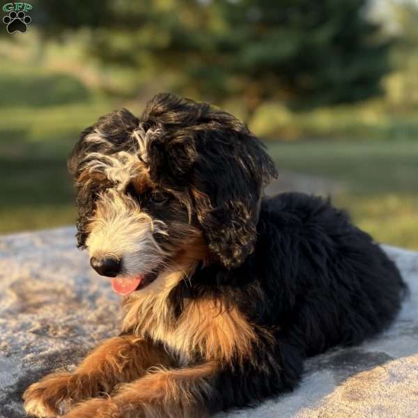 Lucy, Mini Bernedoodle Puppy