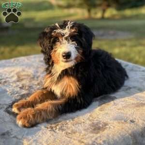 Lucy, Mini Bernedoodle Puppy