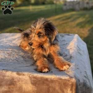 Bella, Mini Bernedoodle Puppy