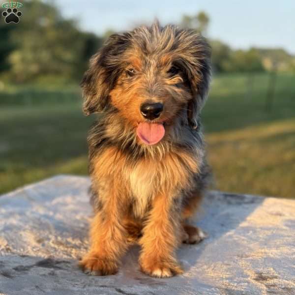 Bella, Mini Bernedoodle Puppy
