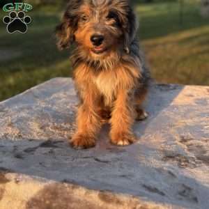 Bella, Mini Bernedoodle Puppy