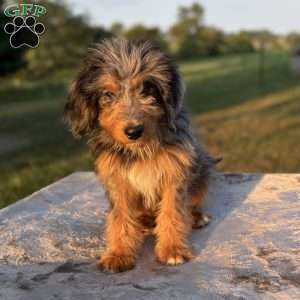 Bella, Mini Bernedoodle Puppy