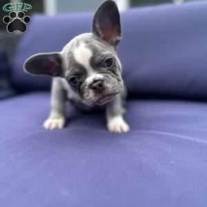 Mouse, French Bulldog Puppy