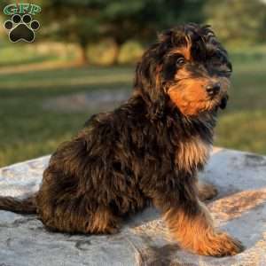 Chloe, Mini Bernedoodle Puppy