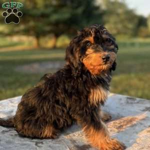 Chloe, Mini Bernedoodle Puppy