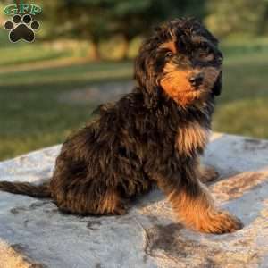 Chloe, Mini Bernedoodle Puppy