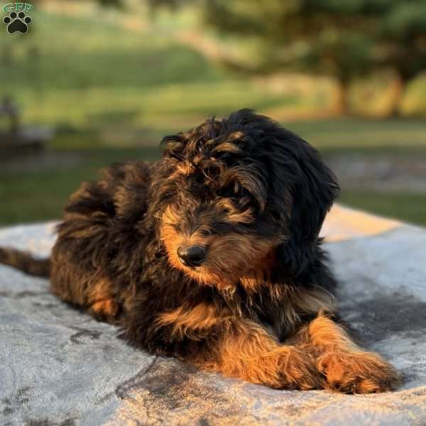 Chloe, Mini Bernedoodle Puppy
