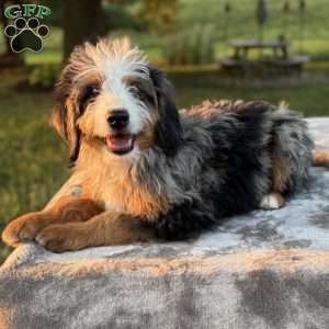 Raya, Mini Bernedoodle Puppy