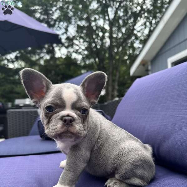 Mouse, French Bulldog Puppy