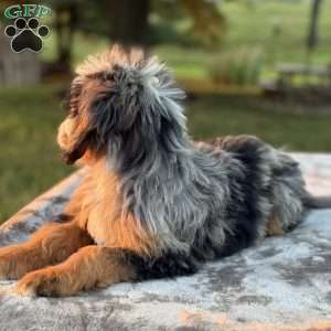 Raya, Mini Bernedoodle Puppy