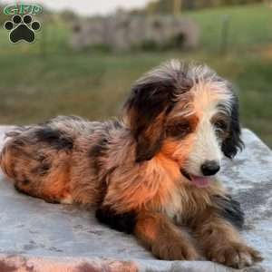 Raya, Mini Bernedoodle Puppy