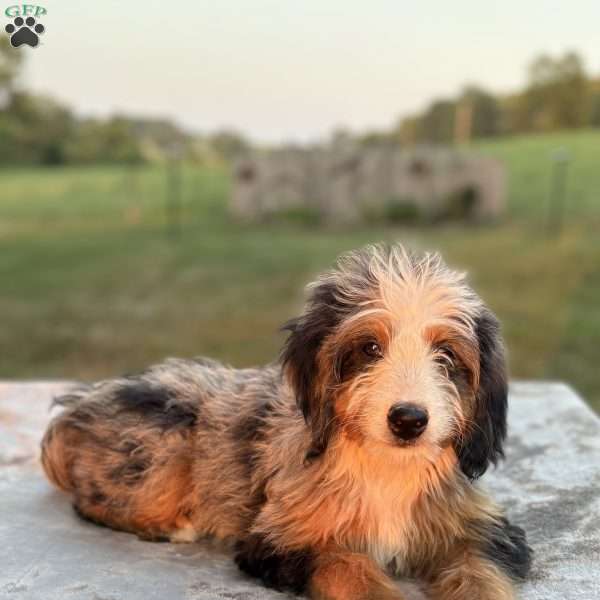 Raya, Mini Bernedoodle Puppy
