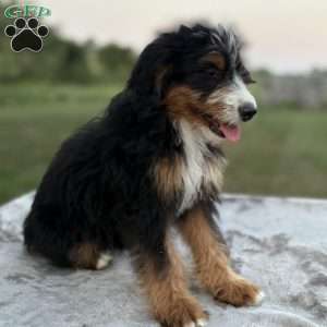 Sadie, Mini Bernedoodle Puppy