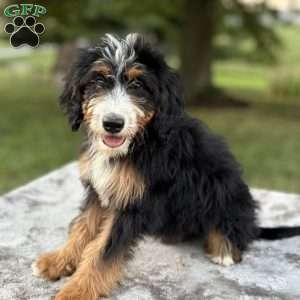 Sadie, Mini Bernedoodle Puppy