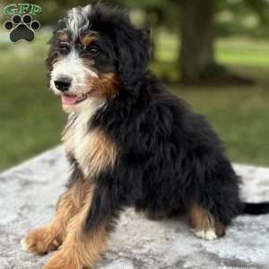 Sadie, Mini Bernedoodle Puppy