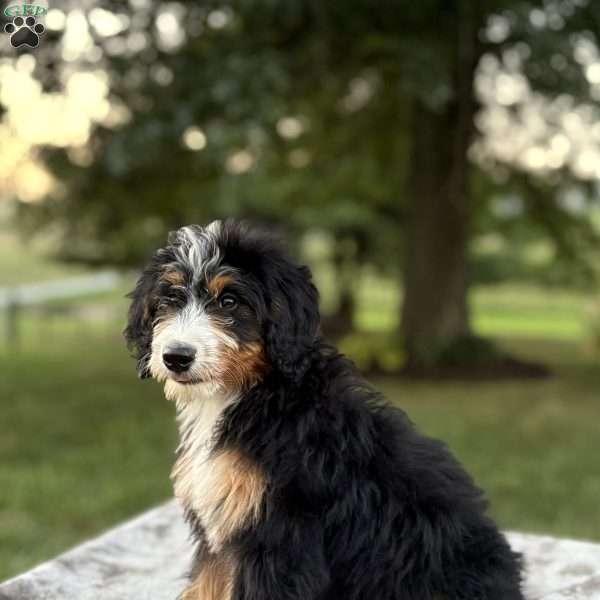 Sadie, Mini Bernedoodle Puppy