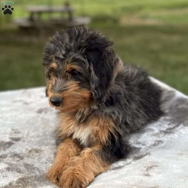 Baxter, Mini Bernedoodle Puppy