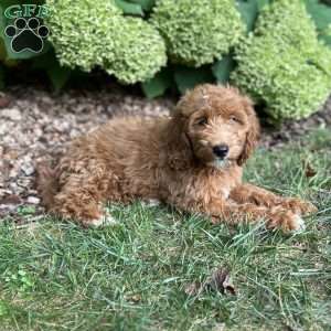 Buddy, Mini Goldendoodle Puppy